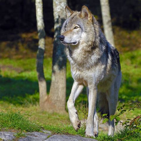 l TIMBER WOLF .